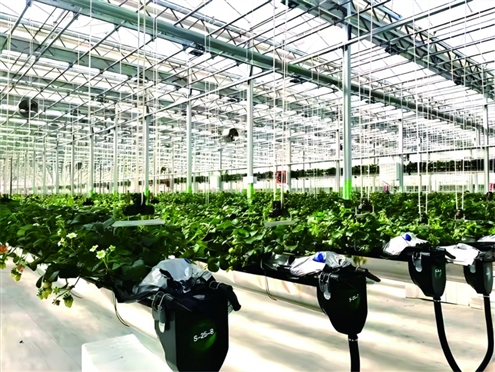 建行山东省分行不断提升服务乡村振兴能力,促进农业产业发展质效提升(资料图)